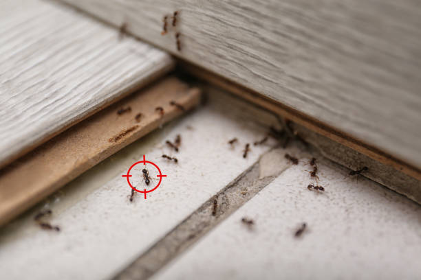 Best Termite Control Services  in Warm Mineral Springs, FL