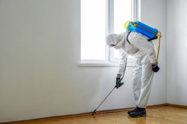 Best Flea Control Services  in Warm Mineral Springs, FL