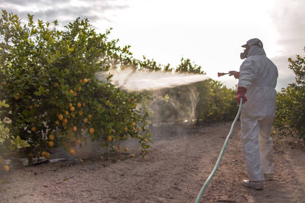 Best Mosquito Control Services  in Warm Mineral Springs, FL