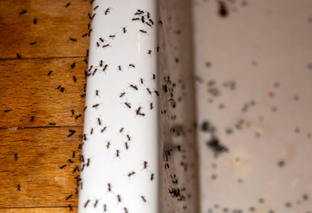 Reliable Warm Mineral Springs, FL Pest Control Solutions