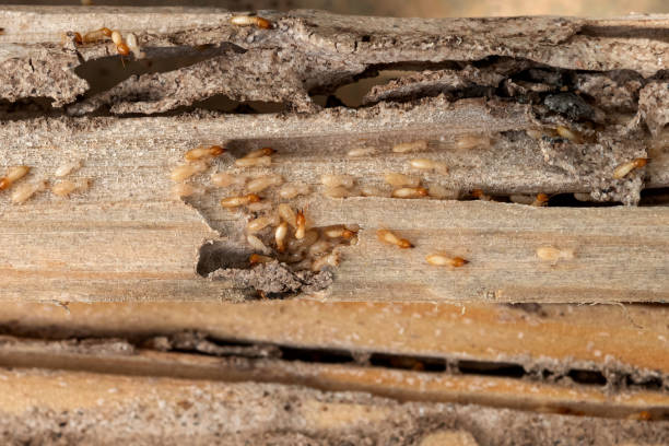 Best Wildlife Control Services  in Warm Mineral Springs, FL